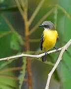 Grey-capped Flycatcher