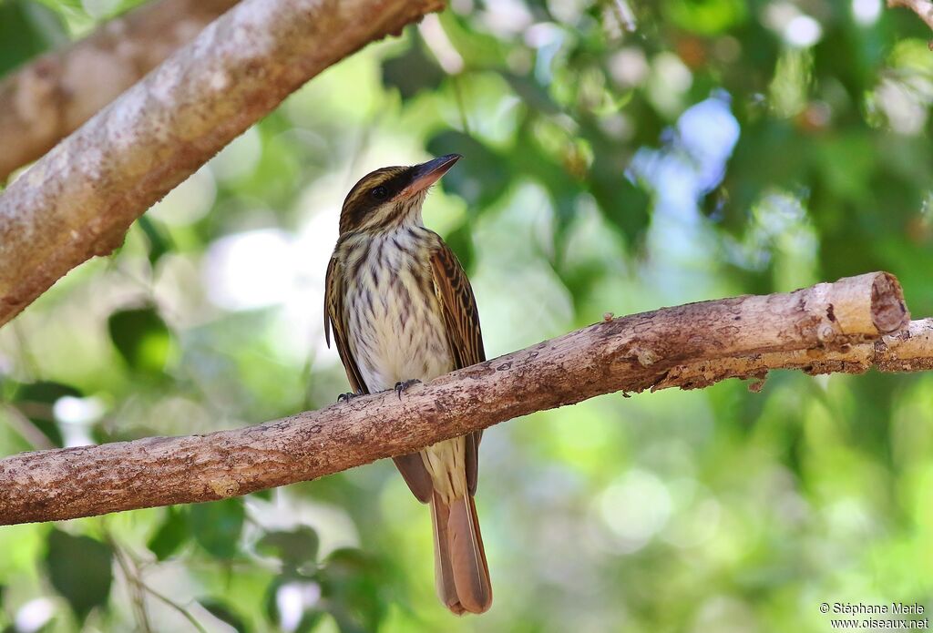 Streaked Flycatcheradult