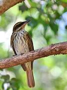 Streaked Flycatcher