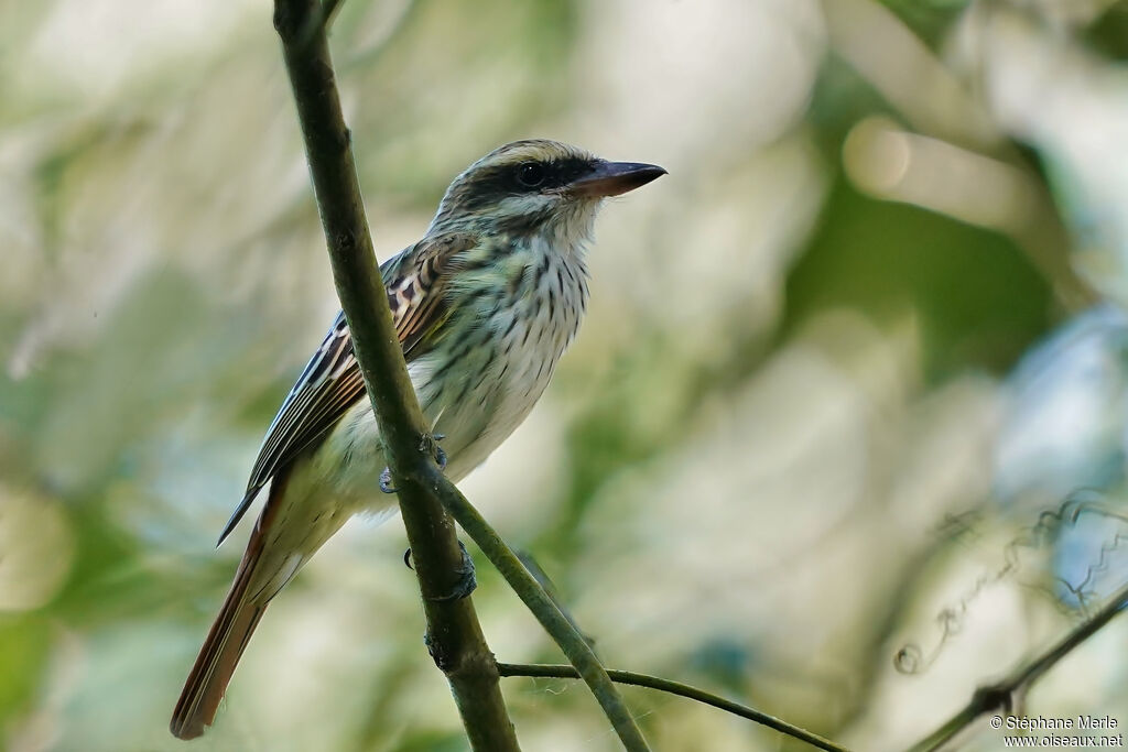 Streaked Flycatcheradult