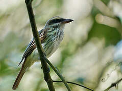 Streaked Flycatcher