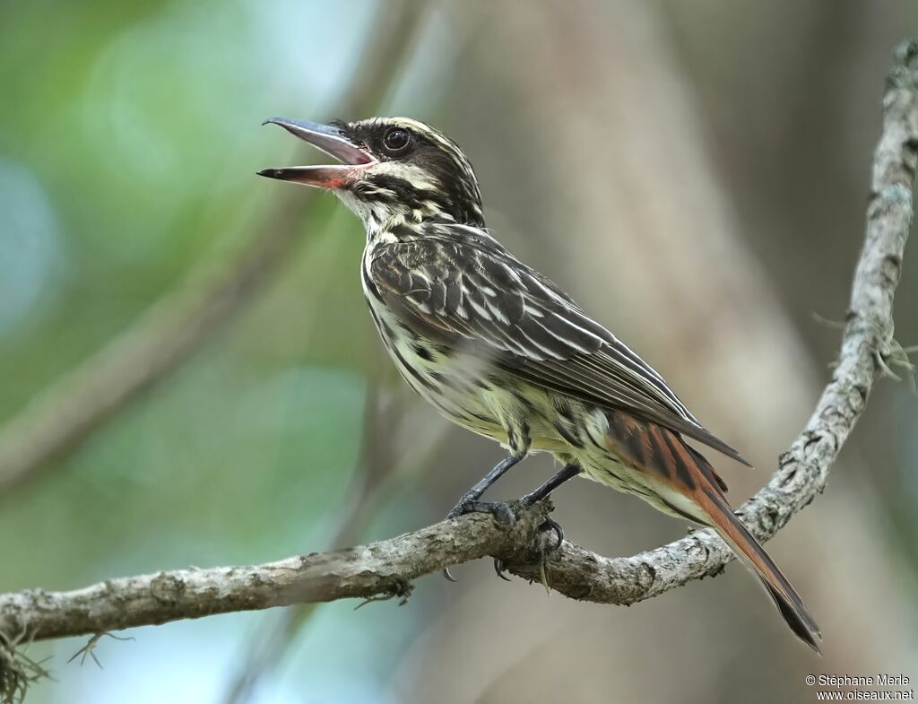 Streaked Flycatcheradult