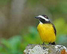 Rusty-margined Flycatcher