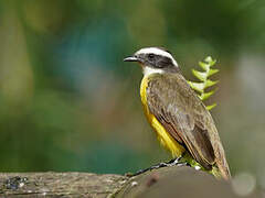 Rusty-margined Flycatcher