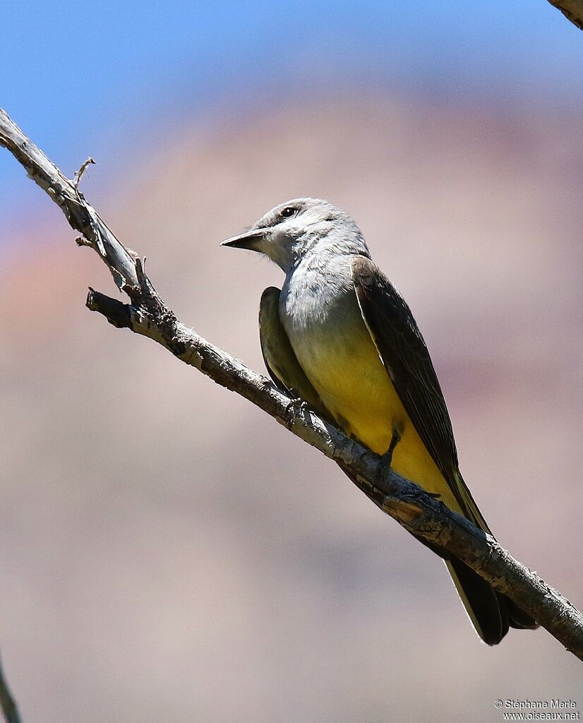 Western Kingbird