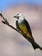 Western Kingbird