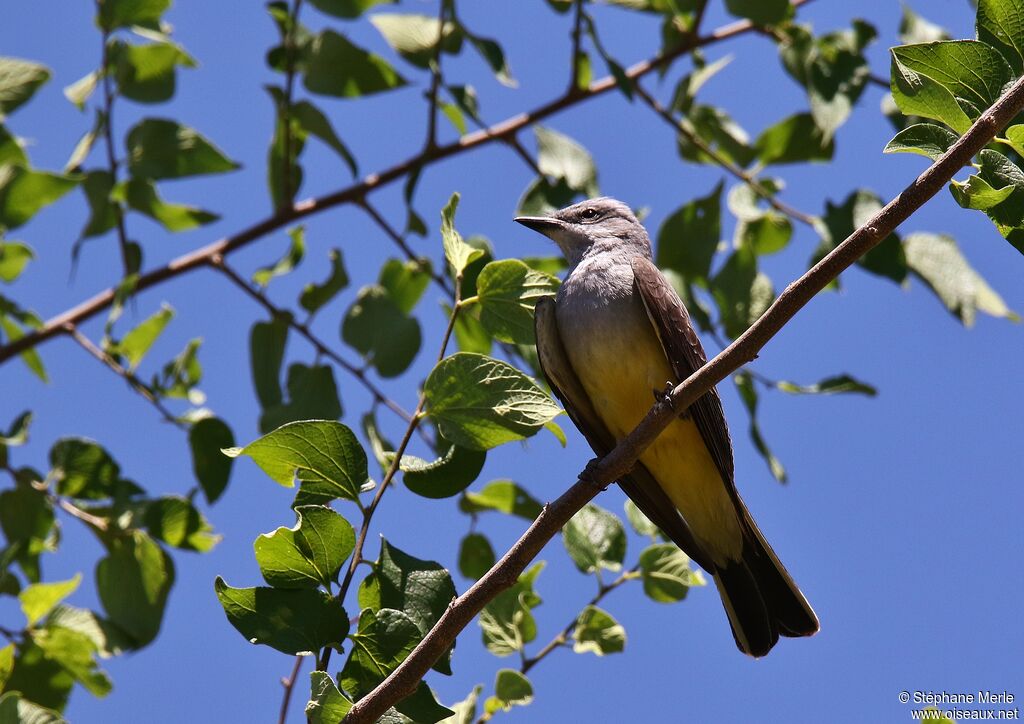 Western Kingbird