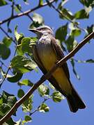 Western Kingbird