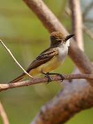 Nutting's Flycatcher