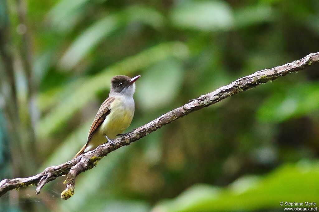 Brown-crested Flycatcheradult