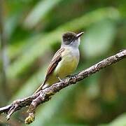 Brown-crested Flycatcher