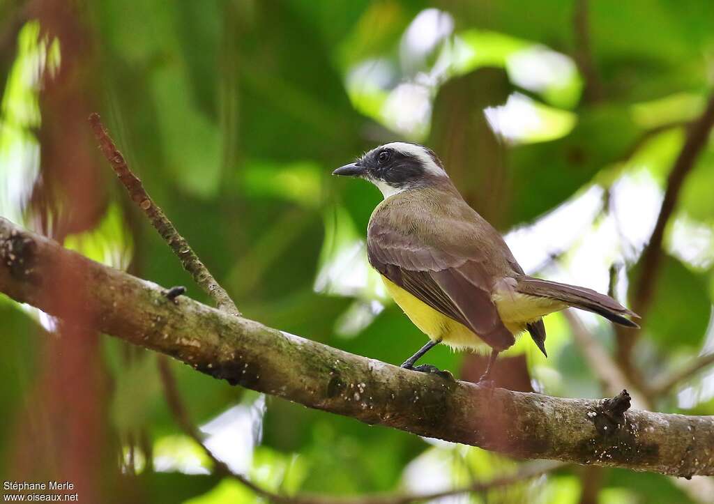 White-ringed Flycatcheradult, habitat, pigmentation