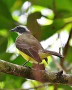 White-ringed Flycatcher