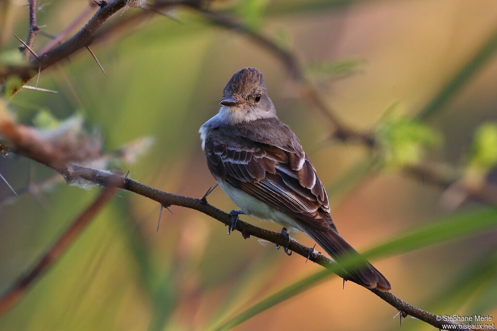 Panamanian Flycatcheradult