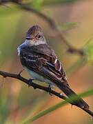 Panamanian Flycatcher