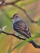 Panama Flycatcher