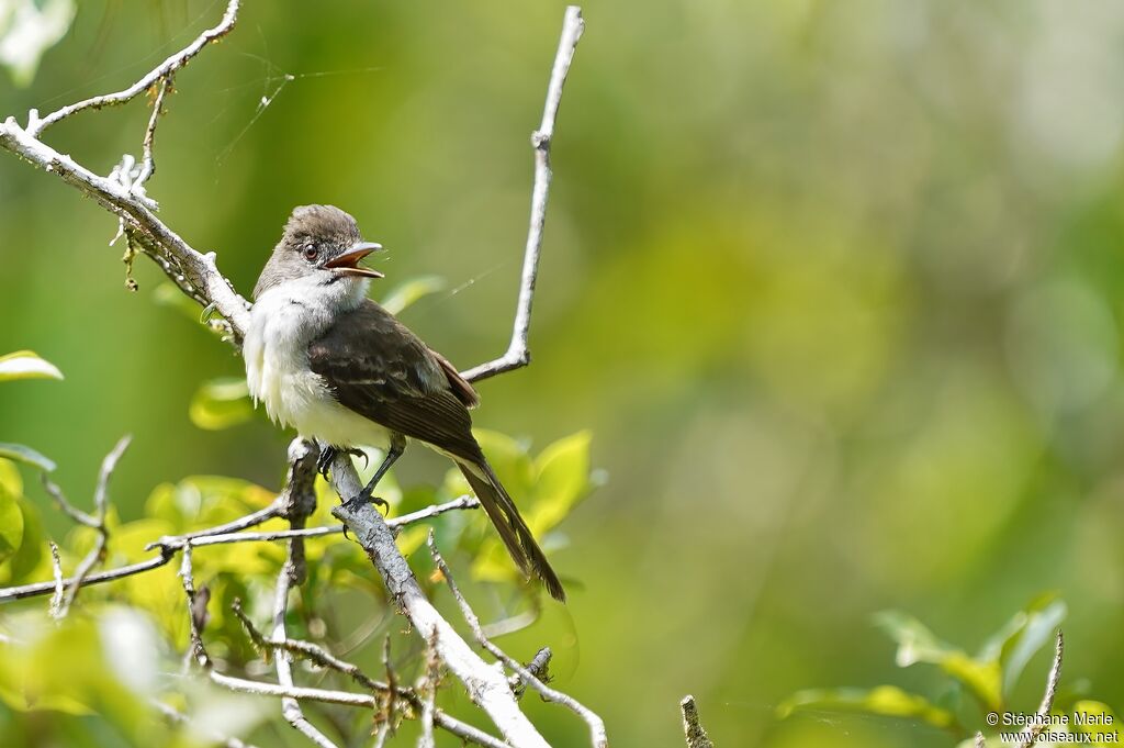 Short-crested Flycatcheradult