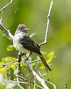 Short-crested Flycatcher