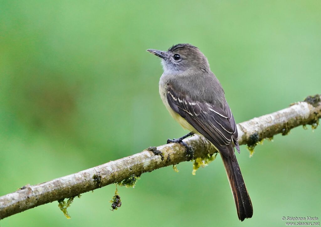 Pale-edged Flycatcher