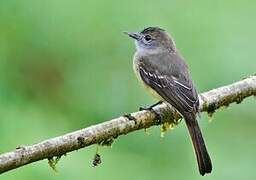 Pale-edged Flycatcher