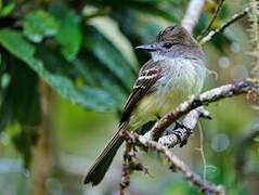 Pale-edged Flycatcher