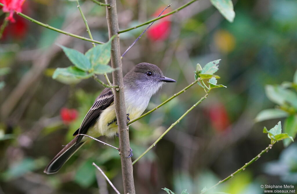 Pale-edged Flycatcheradult