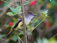 Pale-edged Flycatcher