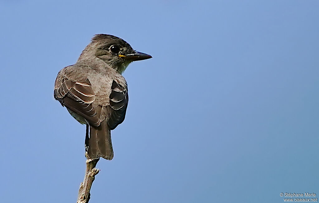 Great Crested Flycatcher