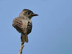 Great Crested Flycatcher