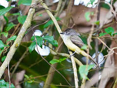 Great Crested Flycatcher