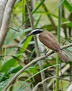 Lesser Kiskadee