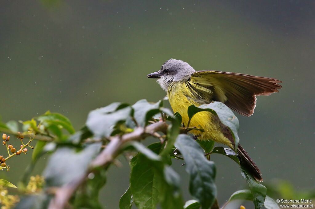 Tropical Kingbirdadult