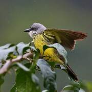 Tropical Kingbird