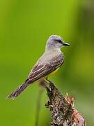 Tropical Kingbird