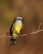 Tropical Kingbird