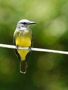 Tropical Kingbird