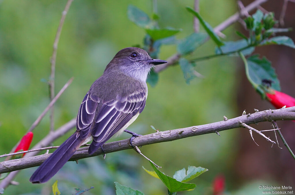 Dusky-capped Flycatcheradult