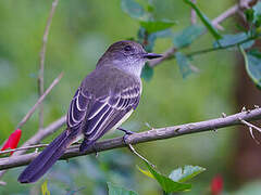 Dusky-capped Flycatcher