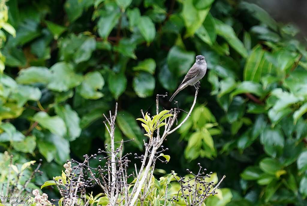 Crowned Slaty Flycatcher, habitat, Behaviour