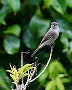 Crowned Slaty Flycatcher