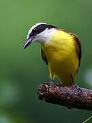 Great Kiskadee