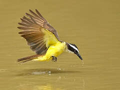 Great Kiskadee