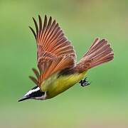 Great Kiskadee