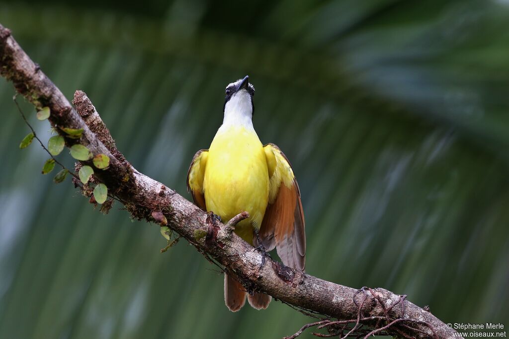 Great Kiskadee