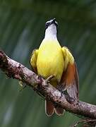 Great Kiskadee