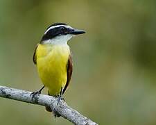 Great Kiskadee