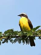 Social Flycatcher