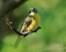 Social Flycatcher