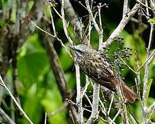 Sulphur-bellied Flycatcher