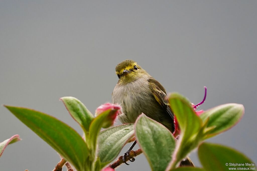 Golden-faced Tyrannuletadult